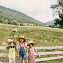 무등산양떼목장 이미지