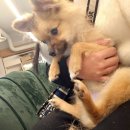 닥터k동물병원 이미지