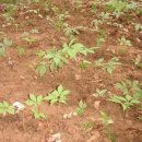 태기산농장 이미지