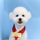 애견미용 견출지 노원점 이미지