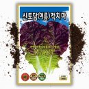 신토담이 이미지