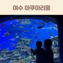 벨루가 | 여수 아쿠아플라넷 아쿠아리움 주차 예매 할인 꿀팁 벨루가 후기