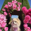 힙독 애견카페 이미지