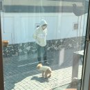 왕왕멍멍 이미지