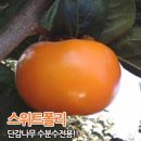 고욤씨 감수분수 개복숭아씨 썸머블랙 모과묘목 구갑죽 오죽 이미지