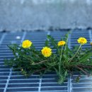 민들레산업 이미지