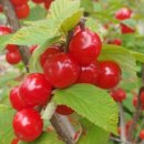 앵두목장 이미지