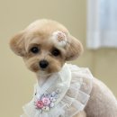 애견미용 이미지