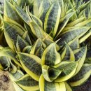 정화 슈퍼 이미지