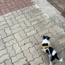 땡큐동물병원 이미지