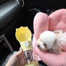 하비나 코지 이미지