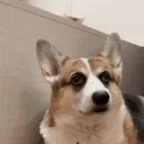 개옹