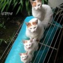 도도한고양이 이미지