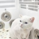 고양이 무마취 미용 고냥이(명지점) | 부산고양이미용 무냥무냥대연점 최고❤후기!