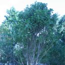 당뇨에 탁월한 황칠나무(동대부고카페에서 퍼왔슴을 밝힙니다) 이미지
