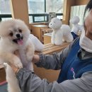 포항애견미용학원 이미지