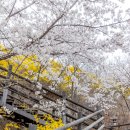 응봉산 개나리 및 벚꽃 절정 23.3.27 현재 이미지