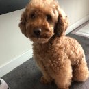 바니이발소 이미지