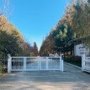 중앙로 메타세콰이아길 이미지