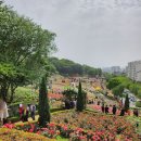 도당애견 이미지