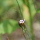 패랭이아재비Petrorhagia nanteuilii (Burnat)P. W. Ball &amp; Heywood(석죽과 패랭이아재비속) 이미지