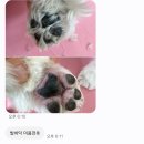 까까몽 애견미용실 | 몽개구름십정점 | 인천부평애견미용 고퀄리티 말티즈 위생미용 만족후기 알림장도 주는 곳 !