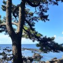 중문단지축구장 | 제주 가볼만한 곳| 제주 스노클링 명소 도리빨 수영 feat. 중문단지축구장 후기
