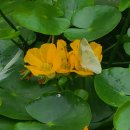 초여름 노랑 어리연꽃에 배추흰나비들. 이미지