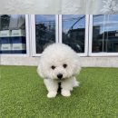 랙돌캐터리 이미지