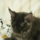 메인쿤 하우스 이미지