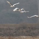 두루미202 이미지