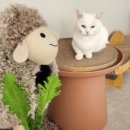 랙돌카페냐옹 이미지