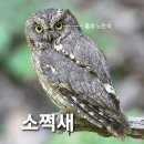 소쩍새.두견이 이미지