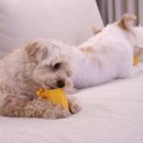 푸드펫 | 요기펫 오래 먹는 강아지 간식 만들기 푸드클립 사용후기