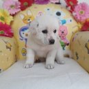 사파동225 이미지