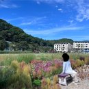 [평창 여행] 메밀꽃 필 무렵 평창 9월 메밀꽃축제 효석문화제 드라이브 코스 후기