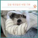 강릉 애견동반 여행 뚜벅이 강아지랑 태풍만난 후기