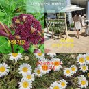종보농장 네이버블로그