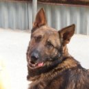 셰퍼트 분양 이미지