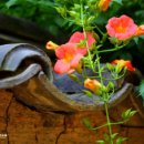 이국정서 이미지