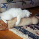 고롱고롱 이미지