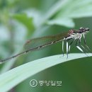 잠자리