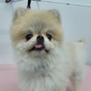 댕실 댕실 이미지