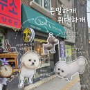 경기도 수원시 권선구 정조로 543 (세류동) | [경기도 수원] 10년 내공의 안전 최우선 원장 1인 미용 집중샵! 세류동 애견미용 은밀하개위대하개 위생...
