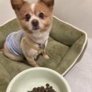 재키애견 이미지