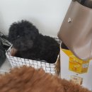 몽쭈쭈 네이버블로그