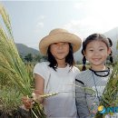 우리밀밭 이미지