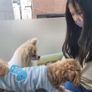 애견카페 포 이미지
