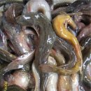 순자추어탕 이미지