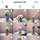 댕댕이뽀샵 이미지